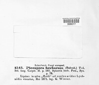 Stemphylium vesicarium image